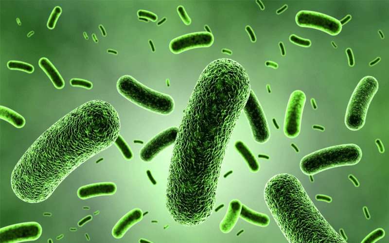 بكتيريا تسبب التسمم الغذائي.. تعرف عليها