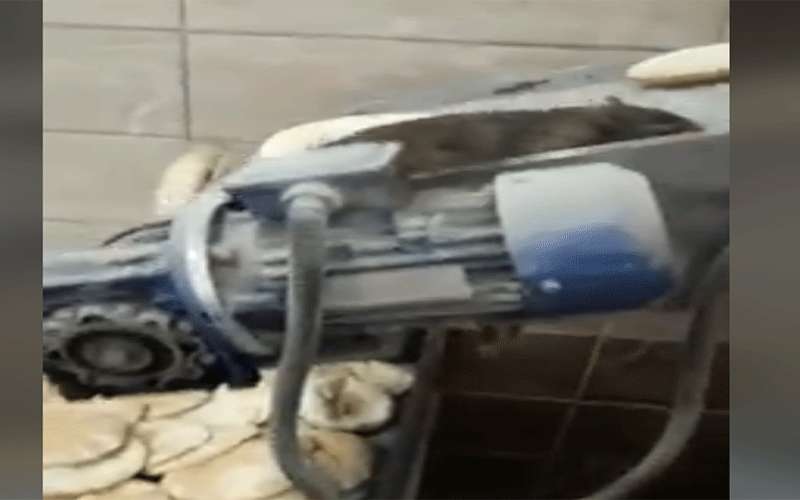 جرذ داخل مخبز في عمان