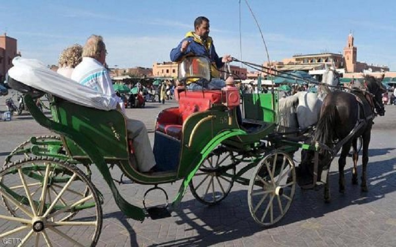 المغرب .. كورونا يجوع الخيول مع