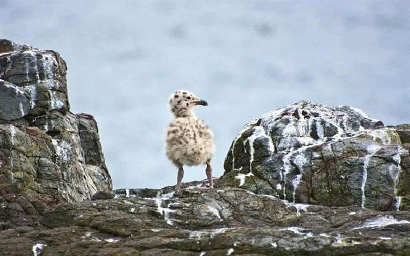 فضلات الطيور .. كنز يحمي البيئة