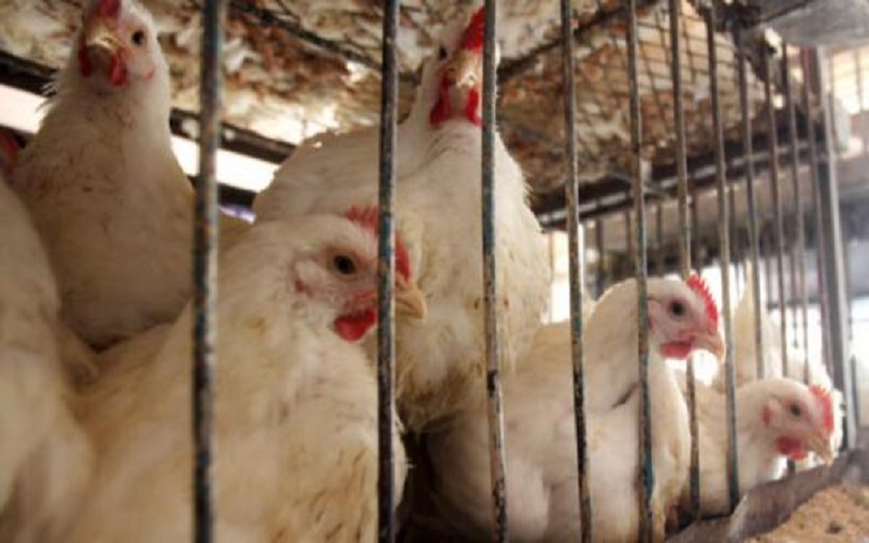 إغلاق 4 نتافات دواجن في وادي