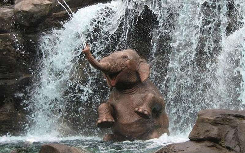 حديقة حيوانات تلقح فيلتها بالقنب