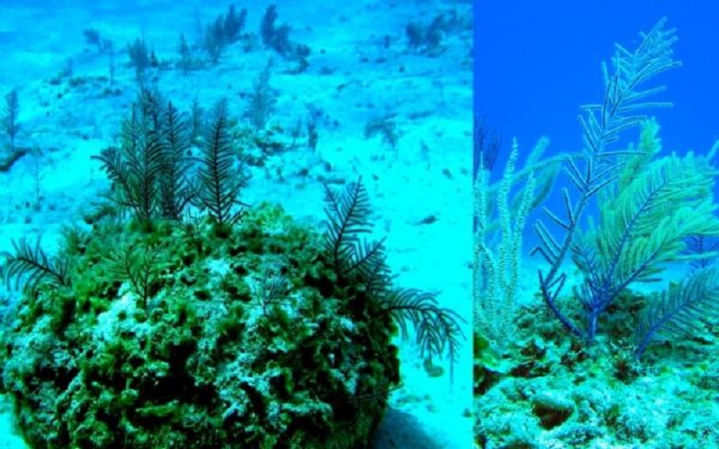 مضاد حيوي طبيعي جديد من البكتيريا