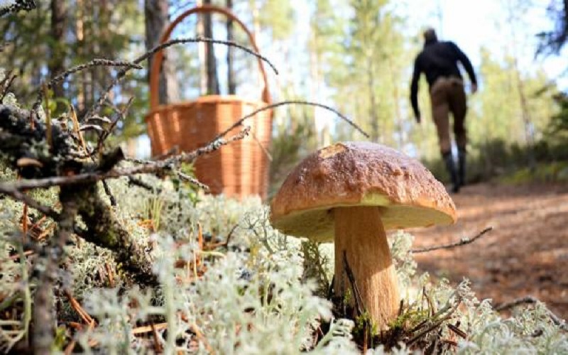 العلماء ينتجون جلدا من الفطر