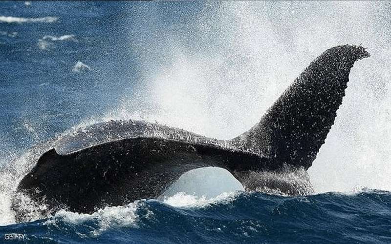 أستراليا.. حيتان تضل مسارها في نهر