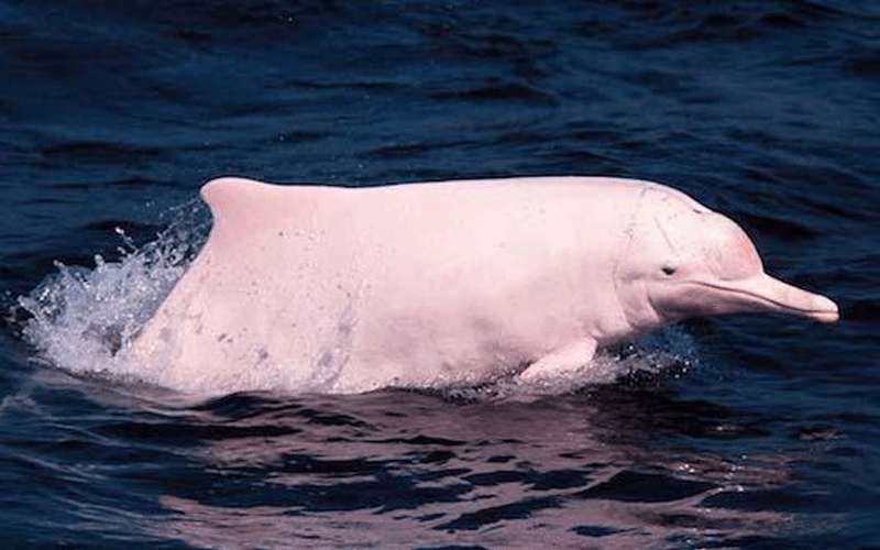 إغلاق كورونا يعيد دلافين نادرة