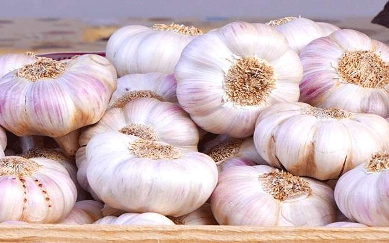 أضرار غير متوقعة للثوم