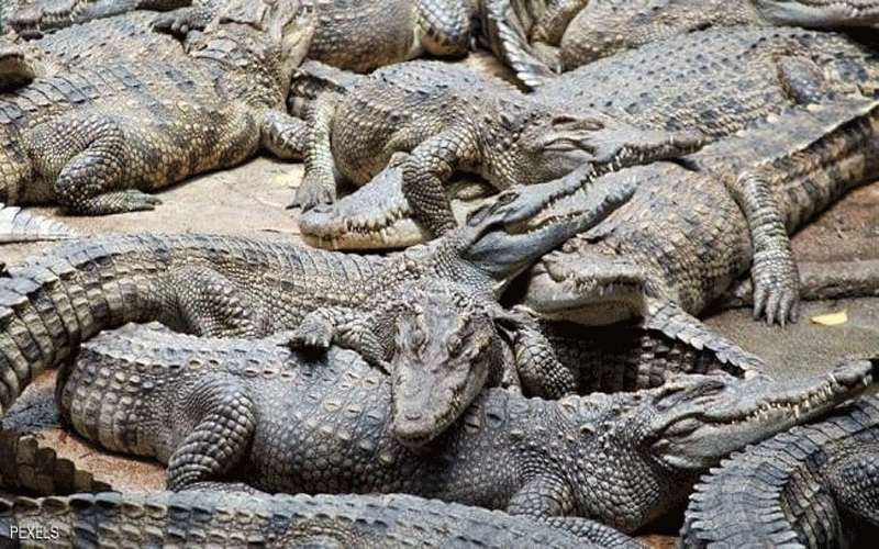 أستراليا عاجزة.. والحوت باق وسط نهر