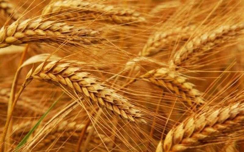 طرح عطاء لشراء 120 الف طن