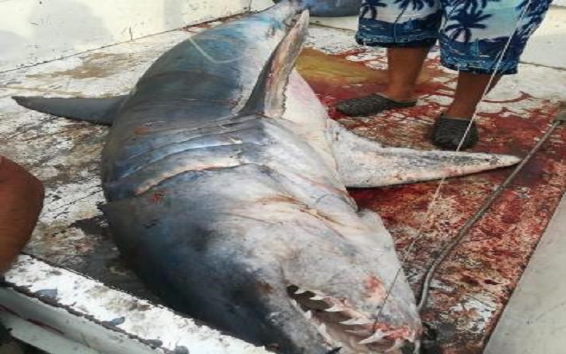 سمكة قرش تهاجم صيادا في العقبة