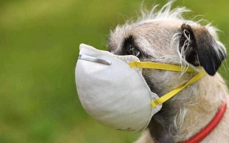 الزراعة للأردنيين: لا تصطحبوا الحيوانات للحدائق