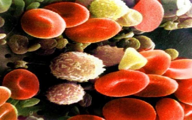 دراسة: الكريات البيضاء تسبح في دمائنا