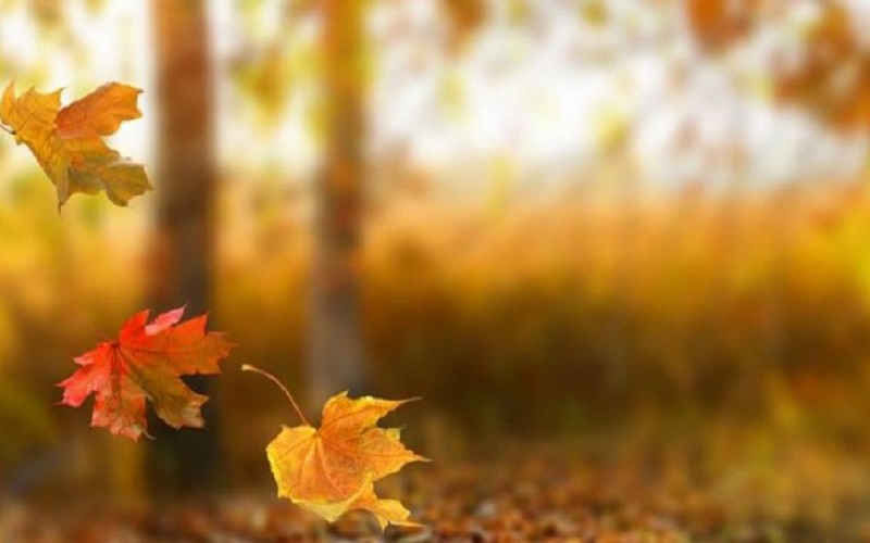 الأرصاد الجوية تنشر توقعاتها لفصل الخريف