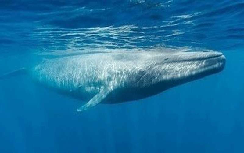 نهاية سعيدة لحوت علق وسط نهر