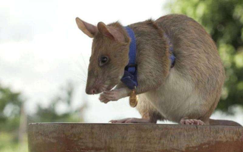 مؤسسة تمنح فأرا ميدالية ذهبية ..