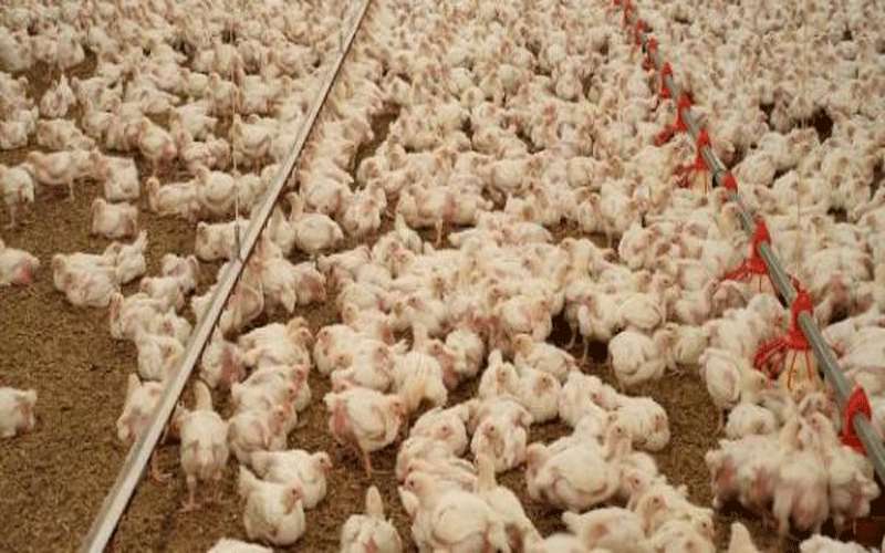 انخفاض أسعار الدجاج اللاحم في الربع