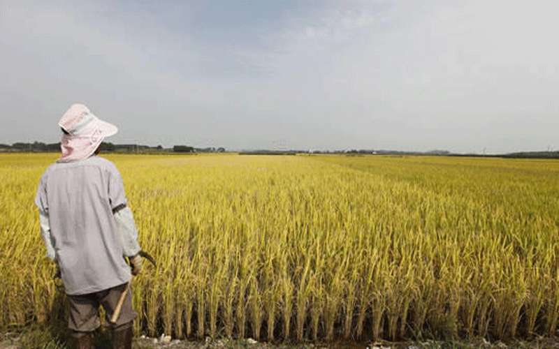 كوريا الجنوبية تقتل نحو 1500 خنزير