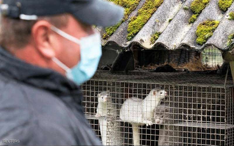 إعدام 2.5 مليون حيوان بالدنمارك بسبب