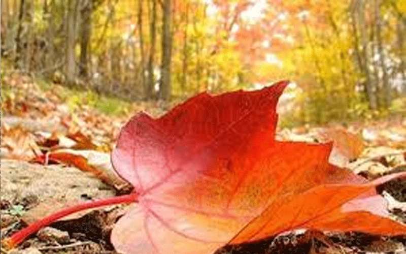 انخفاض آخر على درجات الحرارة وعودة