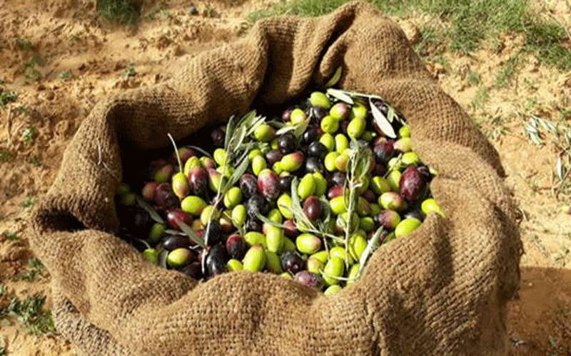 مزارعو الزيتون يطالبون باستثناء من حظر