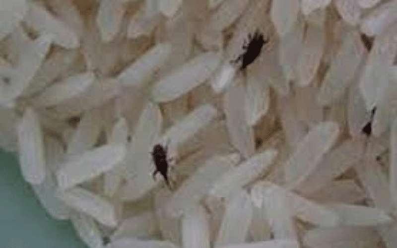 التحفظ على 100 طن من الأرز