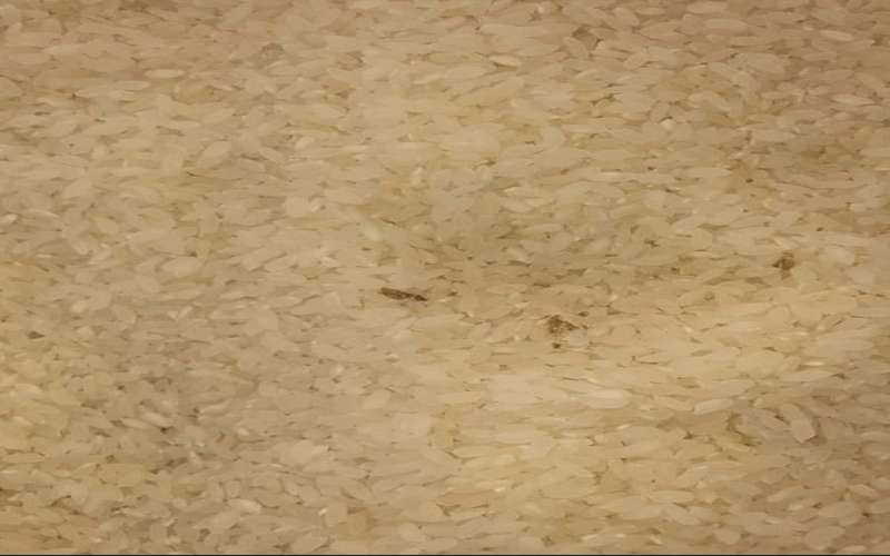 ضبط 6 اطنان و650 كيلو ارز