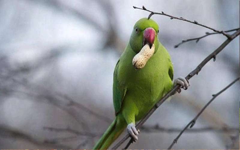 ببغاء ينقذ صاحبه من موت محقق