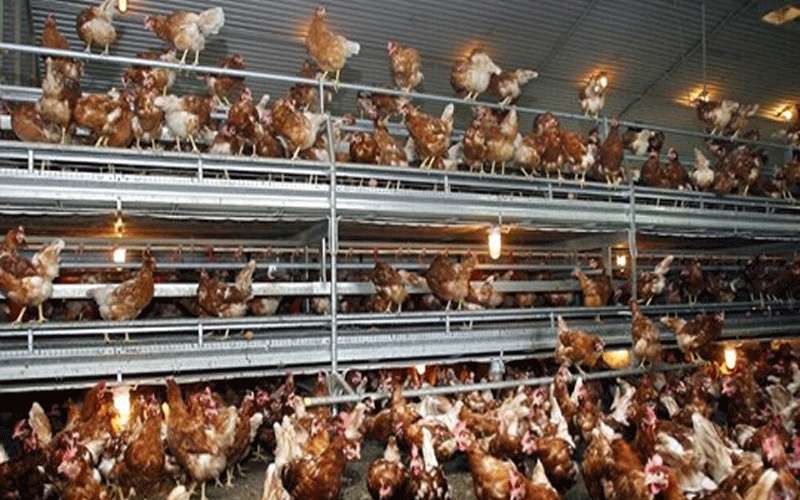 بعد اليابان وهولندا.. اكتشاف بؤرة جديدة