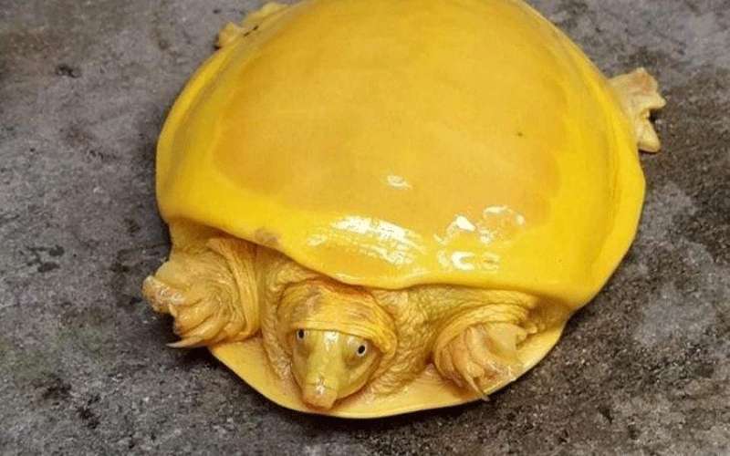 العثور على سلحفاة ذهبية نادرة -