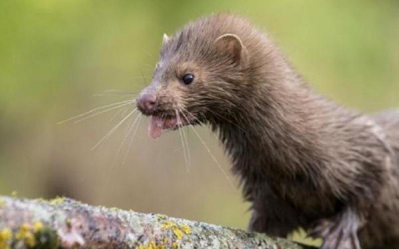 6 دول ترصد تحورا جديدا لـكورونا