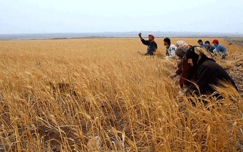 مخزون القمح بالأردن يكفي لأكثر من