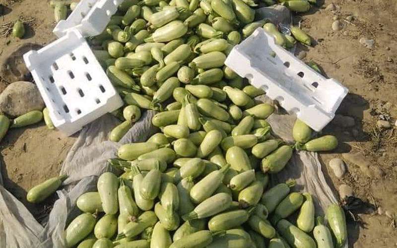 الحظر أتلف مئات الأطنان من الخضار