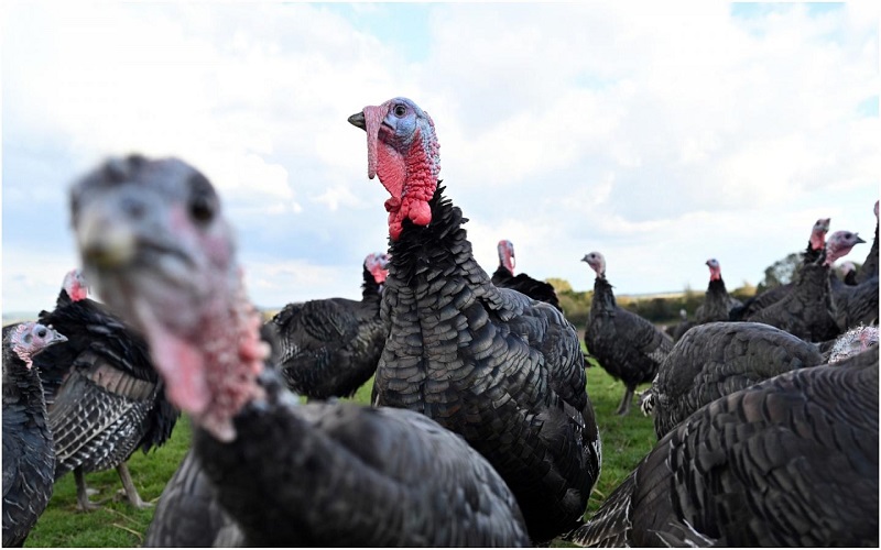 ألمانيا تأمر بإعدام 16 ألف ديك