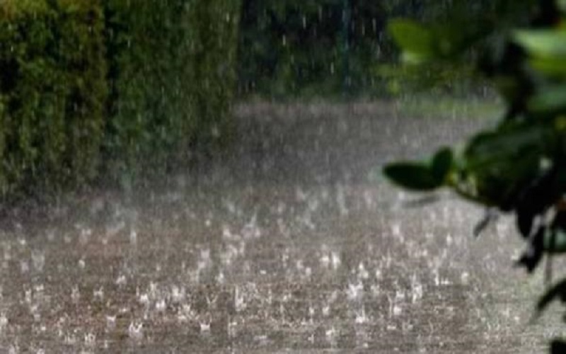 زراعة إربد: الهطول المطري يبشر بموسم