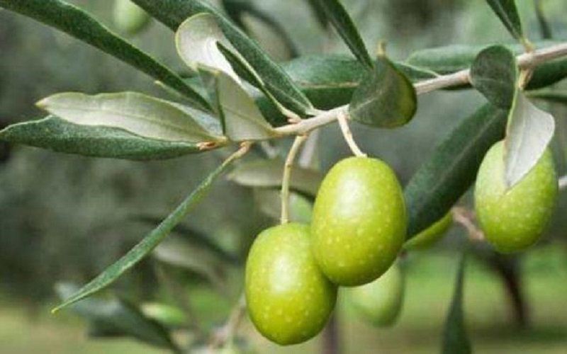 زيادة إنتاج الطفيلة للزيتون بنسبة 50%