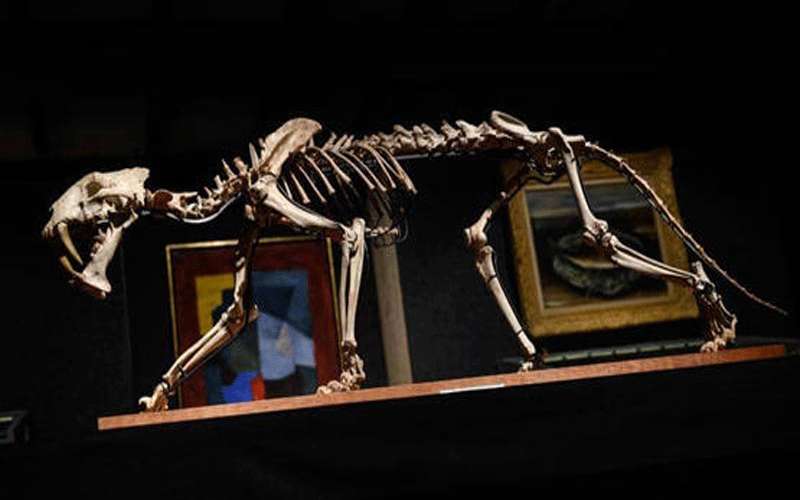 هيكل نمر عمره 37 مليون سنة