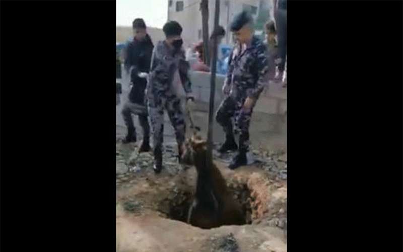 انقاذ حصان سقط بحفرة في الزرقاء