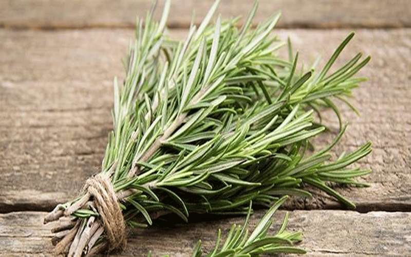 5 أسباب تدفعك لشرب إكليل الجبل