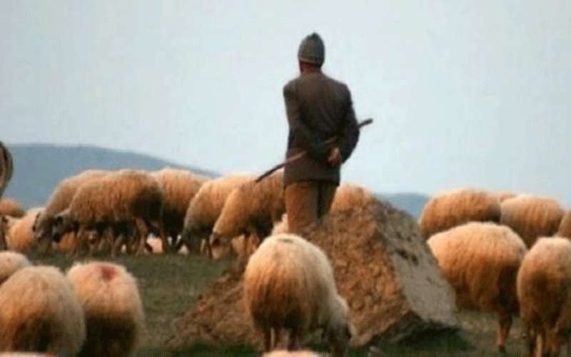 راعي أغنام يعثر على جثة في