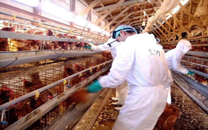 تفشي إنفلونزا الطيور في مقاطعة يابانية