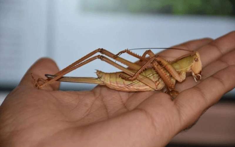 هل يؤثر الطقس على تقدم الجراد