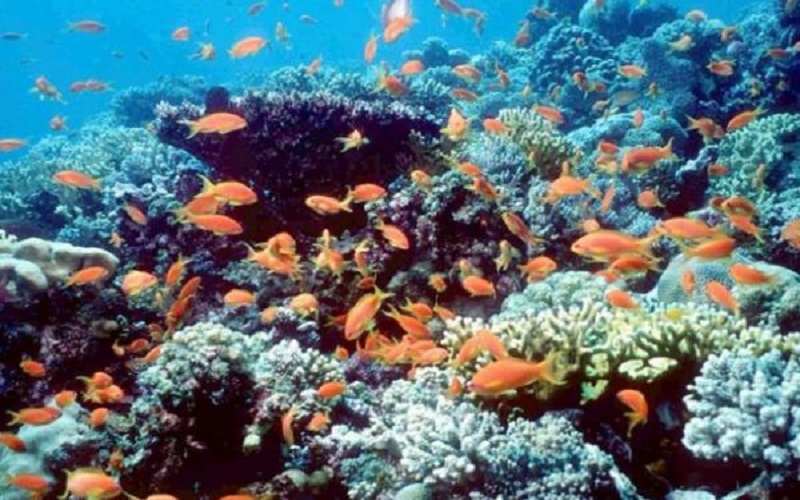 إعلان محمية العقبة البحرية محمية طبيعية