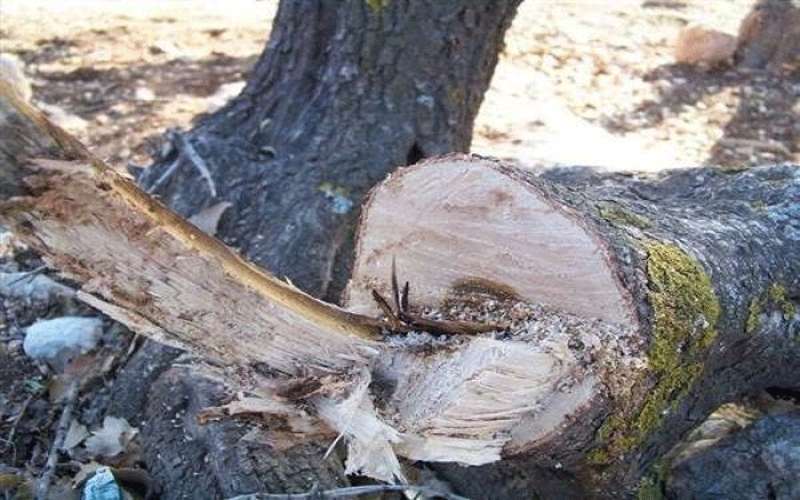 الزراعة: انخفاض الاعتداءات على الحراج 80%