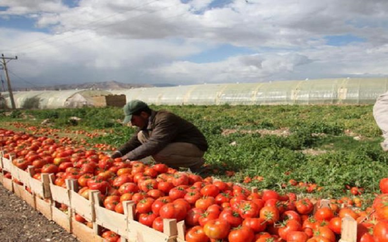 خدام: الحكومة وافقت على استقدام عمالة