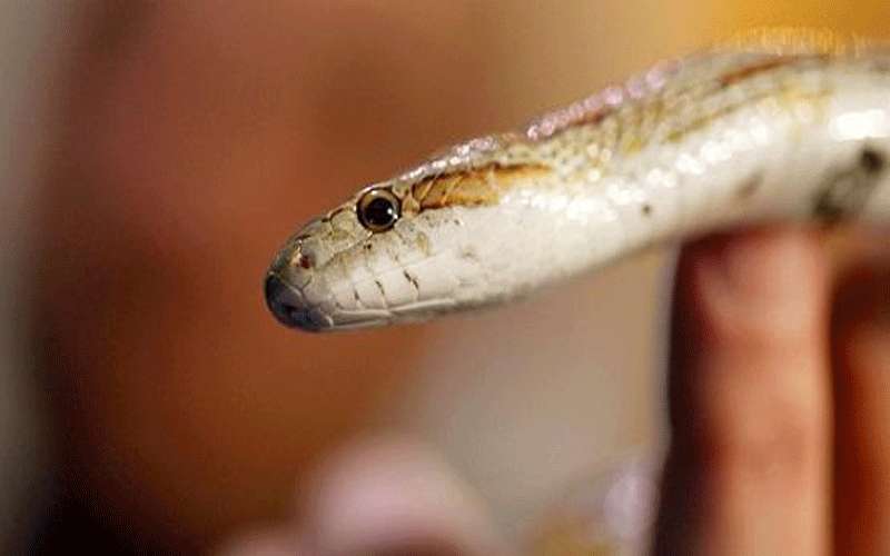 الأردن يعتزم إنشاء محمية للأفاعي