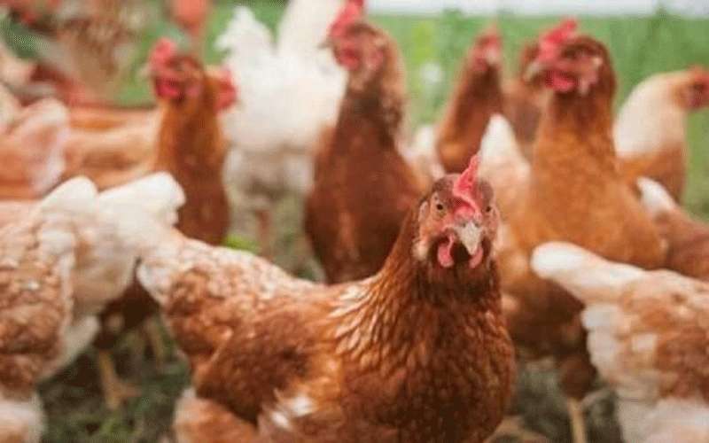 اليابان تقرر إعدام مليون دجاجة