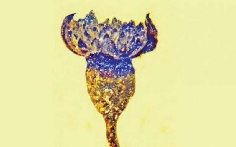 العثور على زهرة من عصر الديناصورات