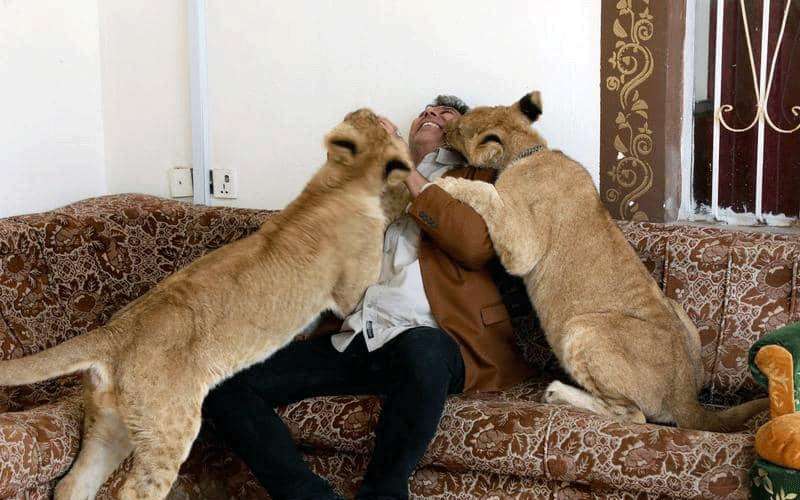 أسود في بيت عراقي.. ومربيها: مثل