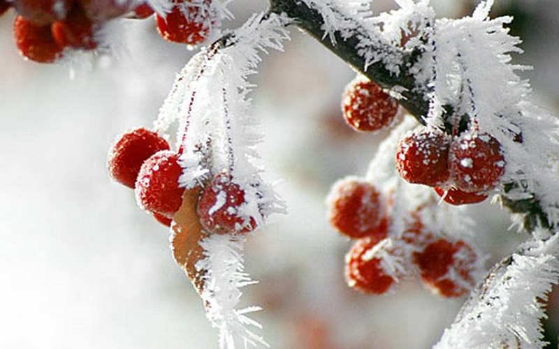 الدفاع المدني يحذر من الصقيع