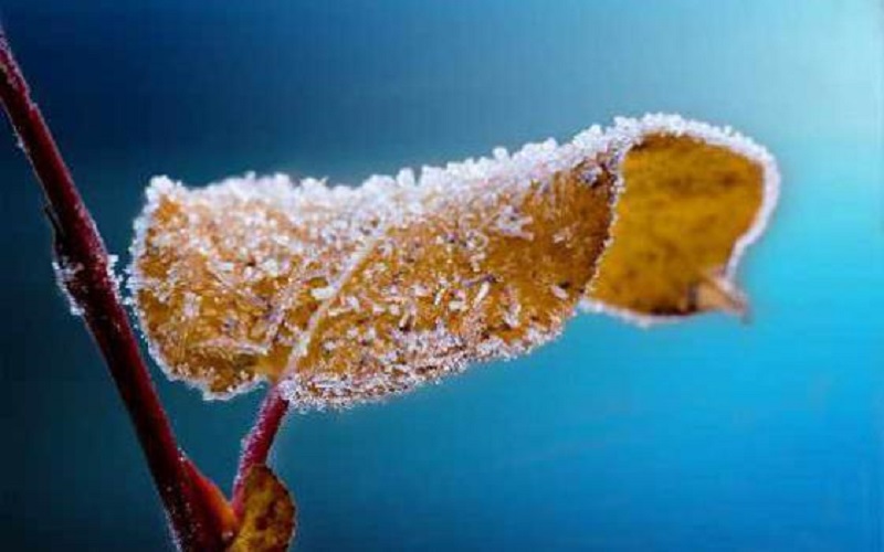 الأرصاد تحذر من تشكل الصقيع